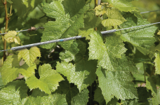 VINE-LINE<sup>®</sup> Connector